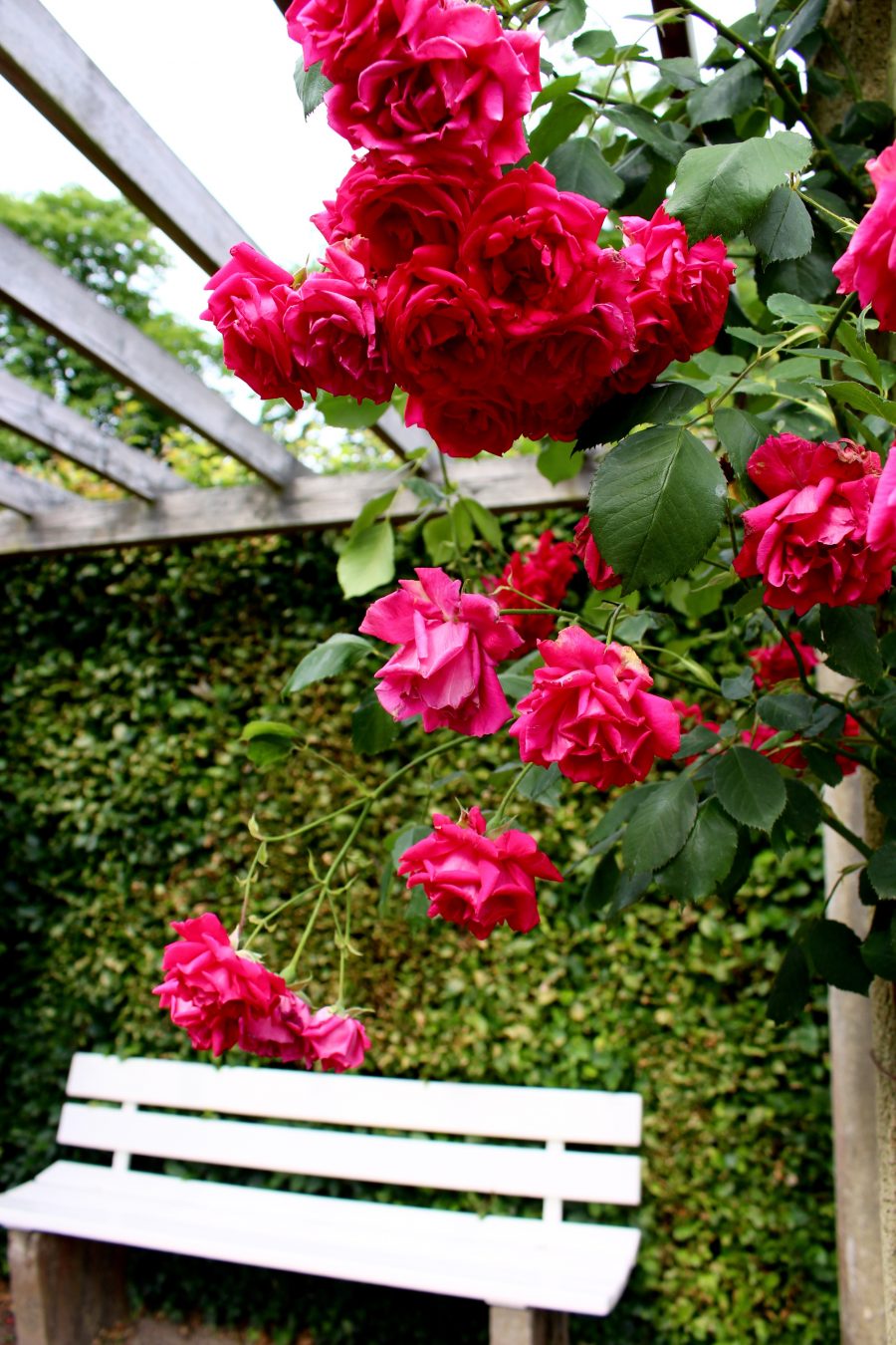 rose garden baden baden 