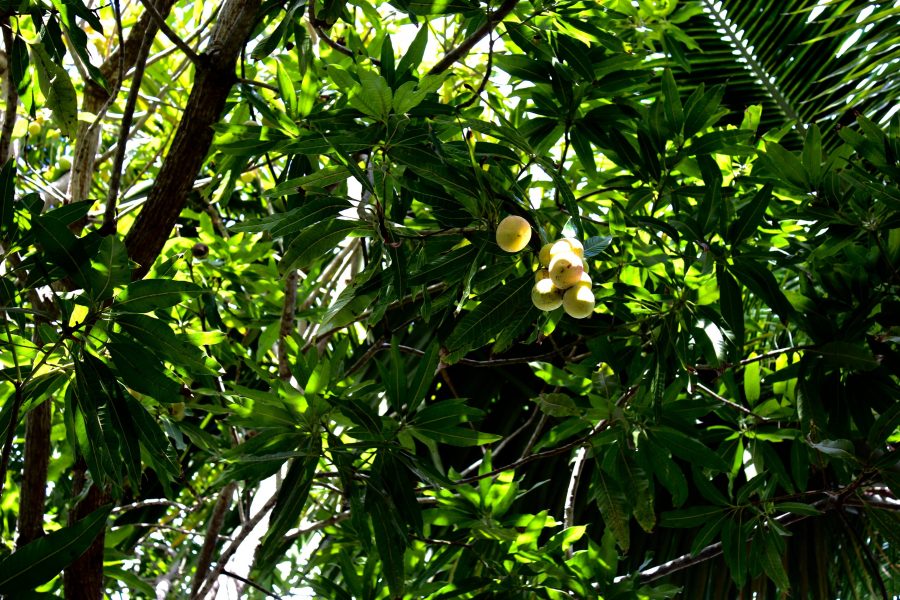 mango tree