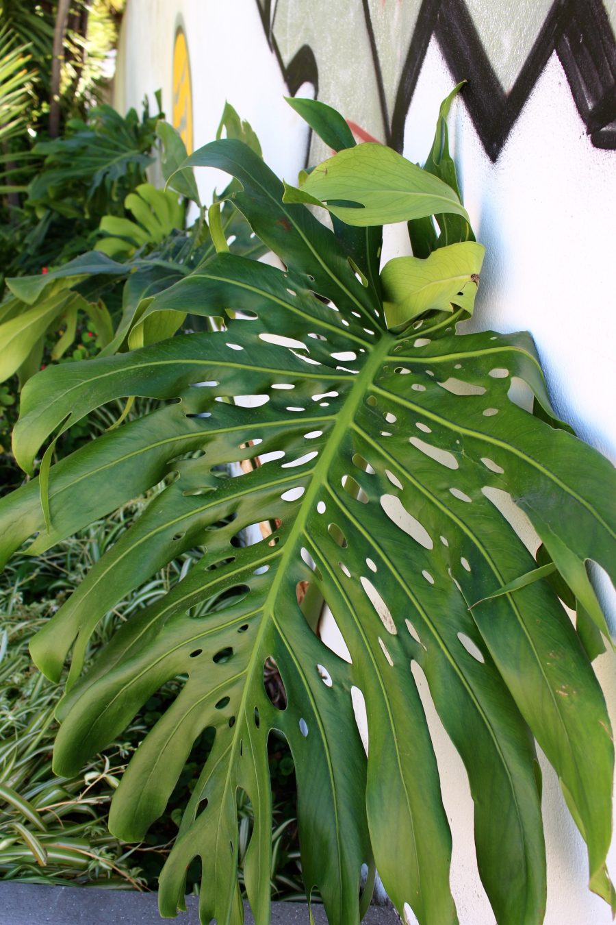 green palms